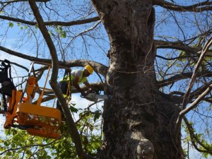 Anıt ağaçlar bakıma alındı