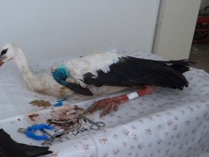 Ovada can çekişirken bulundu