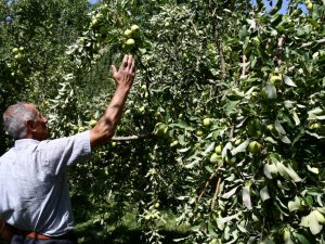 Kuraklığın uğramadığı köyde tonlarca elma yetişti