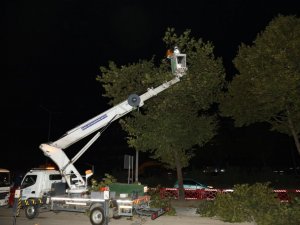 Yeni metro hattındaki ağaçlar kesilmek yerine taşındı