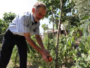 Gemlik’te organik tarım meyvelerini verdi