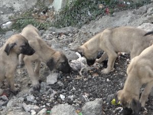 Bahçede doğum yapan köpek ve 8 yavrusuna esnaf ile mahalle sakinleri sahip çıktı