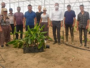 Efeler’in ilk muz serası kuruldu, fidanlar toprakla buluştu