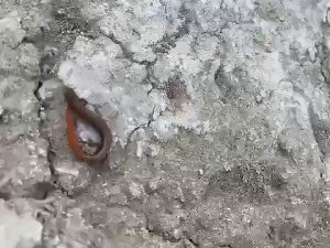 Adıyaman’da kırmızı kuyruklu kertenkele görüldü