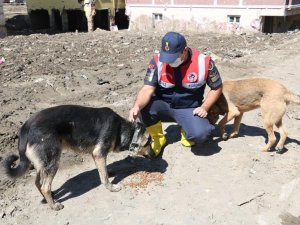 Önce vatandaşların sonra da sokak hayvanların imdadına yetiştiler