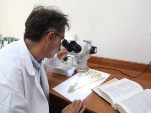 Yeni bitki türü keşfedildi, ismini profesörden aldı