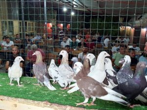 Patentli güvercinler Aydın’dan Denizli’ye uçtu