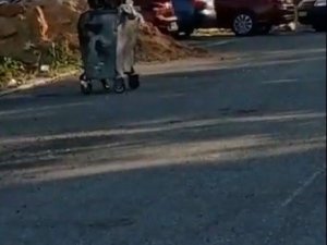 Sarıkamış’ta ayı mahalleye indi