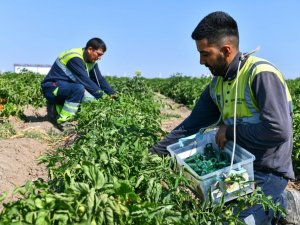 Ankara Büyükşehir Belediyesi, tarımda biyolojik mücadele dönemini başlattı