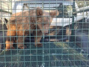Kayalıklardan düşerek yaralanan yavru ayı ‘Elfi’ tedavisi için Bursa’ya gönderildi
