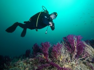 Nesli tükenmekte olan kırmızı mercanlar, Çanakkale Boğazı’ndaki batık gemilerde hayat buluyor