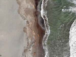 Samsun’da 3 farklı tarihte kıyı temizliği yapılacak