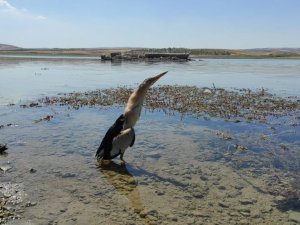 Nesli tükenme tehlikesi altında olan iki balaban kuşu bulundu