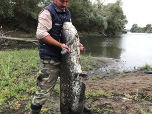 Edirne’de 44 kiloluk yayın balığı yakalandı