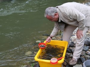 Ordu’nun derelerine 50 bin alabalık