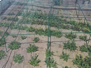 Büyükşehir’den aronia meyvesi için destek