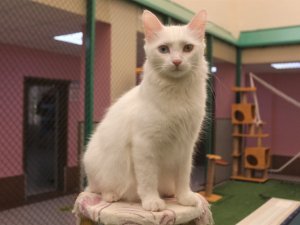 Van kedisi uysal bir hayvandır