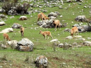 Terörden temizlenen Munzur Dağlarına yaban keçileri güzellik katıyor