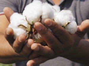 Söke TARİŞ’ten anlamlı video; "72 yıldır üreticinin sigortasıyız"