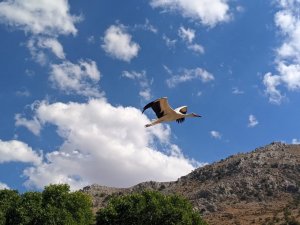 Tedavisi tamamlanan leylek ile karaboyunlu batağan doğaya salındı
