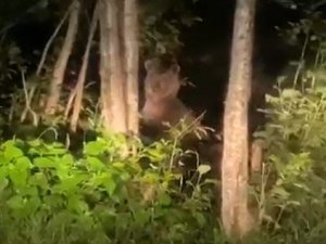 Çamlıhemşin’de aç kalan ayılar kış uykusu öncesi yaşam alanında böyle görüntülendi