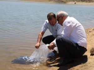 Kırıkkale’de 100 bin pullu sazan yavrusu gölete bırakıldı