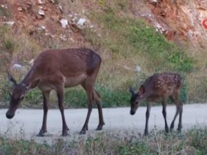 Alageyik ve yavrusunun görüntüleri fotokapanlara yansıdı