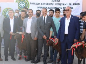 Ağrı’da 150 damızlık koç hibe yoluyla yetiştiricilere dağıtıldı