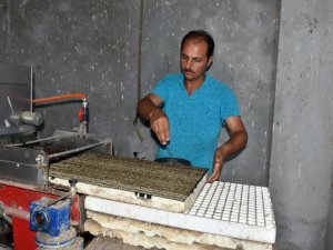 Tarsus Belediyesi, üreticilere ücretsiz 700 bin fide dağıtacak