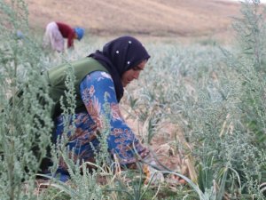 Tarımda çalışanlara su içmeleri tavsiyesi