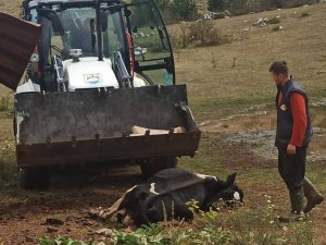 Mahalleyi kene korkusu sardı