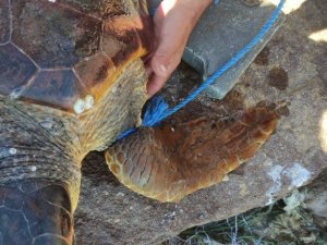 Parke taşı bağlanarak denize atılan Caretta Caretta kurtarıldı