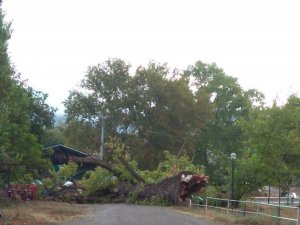 Dört asırlık çınar fırtınaya yenildi