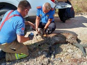 Bursa’da çukura düşüp ölmek üzere olan keçi ekipler tarafından kurtarıldı