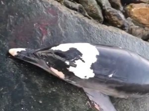 Başından yaralı ölü yunus sahile vurdu