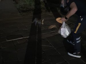 Sağlık çalışanları aç kalan tilkiyi elleriyle besledi