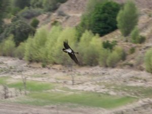 Biri bile nadir görülürken, ikisi bir arada görüntülendi
