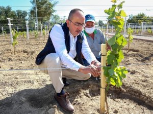 Meram bağları yeniden hayat buluyor