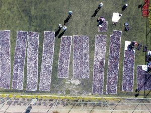 Halı sahada kurutulmaya bırakılan 3 ton üzüm renkli görüntüler oluşturdu