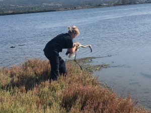 Yorgun flamingo tedavisinin ardından doğaya salındı
