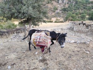 Yüküyle birlikte güneş altına bırakılan eşeği korucular kurtardı