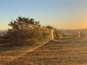 Bıldırcın yakalamak için 100 metrelik kaçak ağ çektiler
