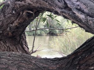 Kars’ta timsah gözüne benzeyen ağaç görenleri şaşırtıyor