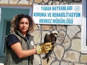 Van’da yaralı kuşlar tedavi altına alındı