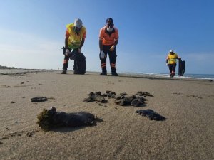 Mersin sahillerinde Suriye kaynaklı petrol sızıntısına karşı temizlik yapıldı