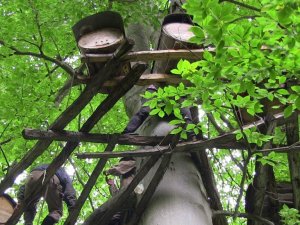 Kafkas arı ırkı balları Türkiye’ni dört bir yanında rağbet görüyor