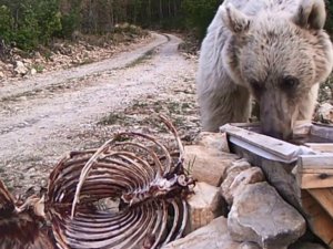 Erzurum’un yaban hayatını ormana kurduğu fotokapanla görüntüledi
