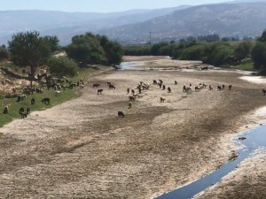 Kuruyan Büyük Menderes koyunlara otlak oldu