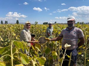 Patatesten sonra ayçiçeği