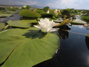 Beyşehir Gölü Milli Parkı’ndaki nilüfer bahçesine yoğun ilgi